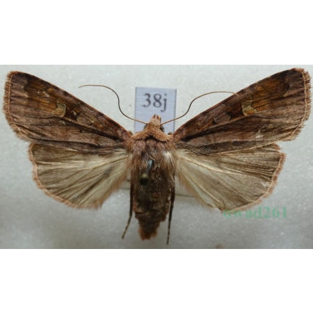 Diarsia brunnea (Denis & Schiffermüller, 1775) Rolnica brunatna Czech38j